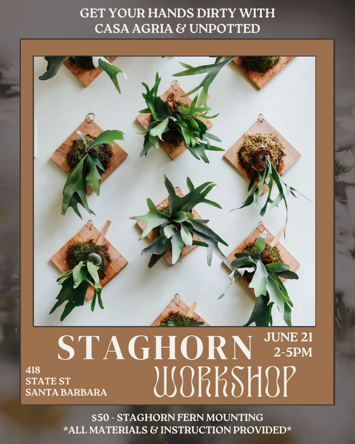 STAGHORN FERN MOUNTING WORKSHOP WITH UNPOTTED 🌿🍺